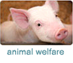 Animal Welfare